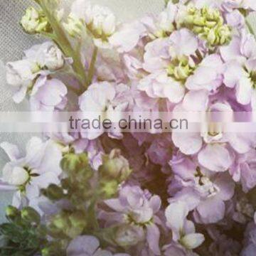 Love theme latest flower violet fresh cut flowers