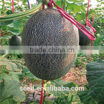 M3 Chinese Rock orange yellow flesh Melon seed for Sale