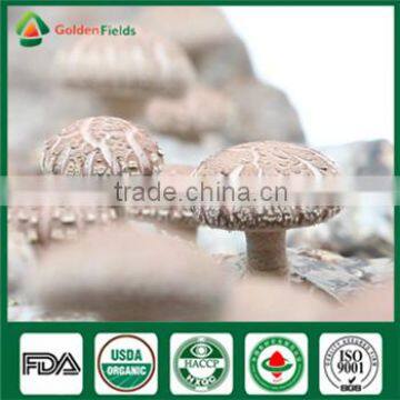 Edibal Fungus Mushroom Whole Part China Supplier Organic Fresh and Dried Shiitake Flower Mushroom