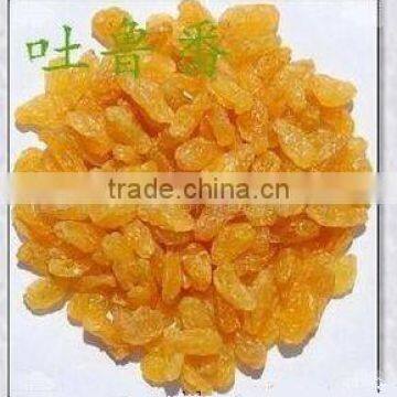 Golden Raisin Yellow Raisin Green Raisin photo-3