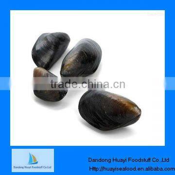 high quality frozen mussel in shell