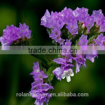 Supply Gypsophila Million Stars Cutting New Gypsophila With 1kg/bundle From Yunnan, China photo-2