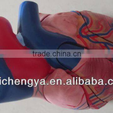 Human Organs model/Jumbo Heart Model