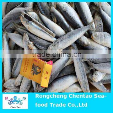 Frozen sardine fish for bait