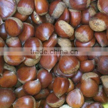 New Crop Chinese Chestnuts s--Organic Fresh Chestnut for sale