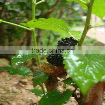 Mulberry Fruit Powder 25:1