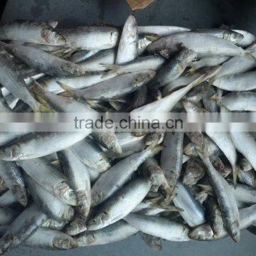 Frozen Sardine for Tuna Bait