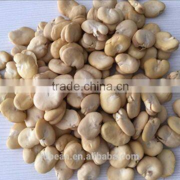 BROAD BEANS photo-5