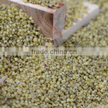 GREEN MILLET IN HUSK FOR BIRD FEEDS photo-4