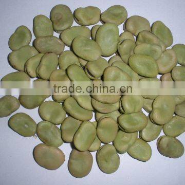 GREEN BROAD BEANS,2012 CROP(656)