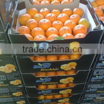 Fresh Mandarin ( Calamantine ) From Egypt