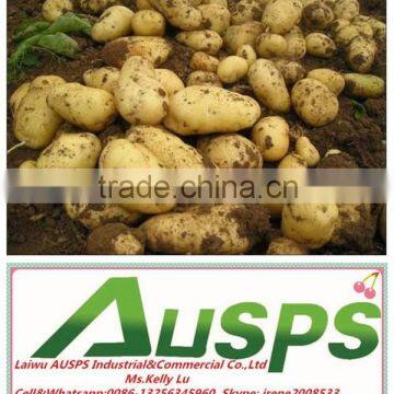Chinese Fresh Potato