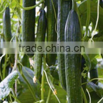 High Density Chinese Hybrid F1 Cucumber Seeds For Cultivation 30-35cm Netherlands King F1