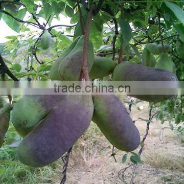 Hot Sale Rare Fruit Tree Seeds For Sale Holboellia latifolia Wall Seeds For Growing