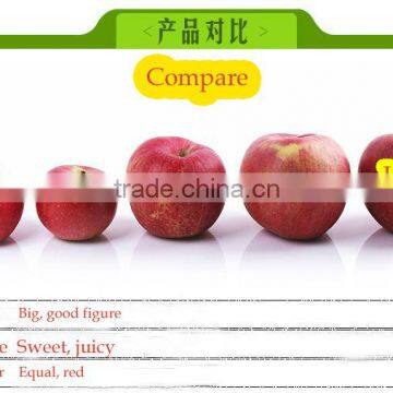 China Supplier of Fresh Hanfu Apple Fresh Apple Fruit From Liaoning Province photo-6