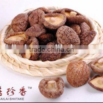 Natural Dry Shiitake Mushroom Bulk Dried Oyster Mushroom