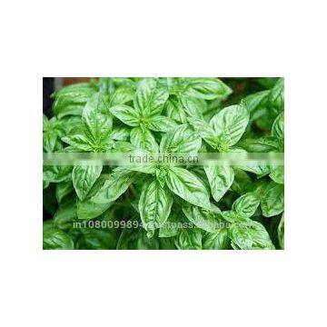 Basil Oil