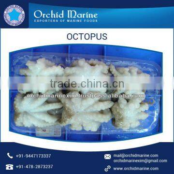 Trusted Brand Selling Fresh Octopus for Bulk Buyers