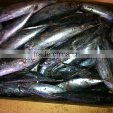 frozen bonito fish 500-700g;