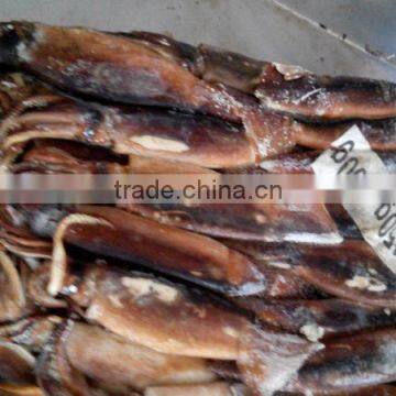 Best Quality Frozen Illex Argentinus Squid photo-2