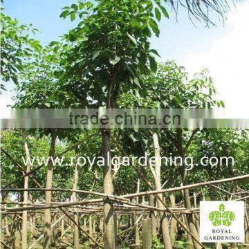 Tabebuia Rosea Landscaping Tree Pinky Flower Tree photo-2