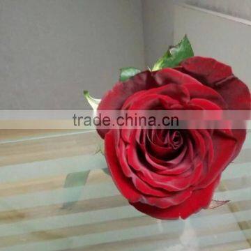 2016 Hot Sale Decorative Rose Flower Valentine's Day Occasion Fresh Cut Rose Flower Single Head