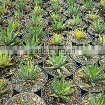 haworthia radula variegated