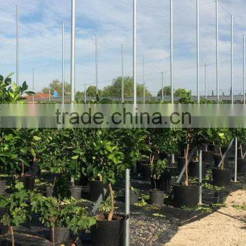Lemon Tree - Citrus Limon
