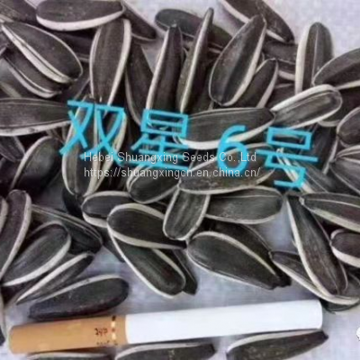 SX No.6 Hybrid Sunflower Seeds for Planting Broomrape Resistant photo-2