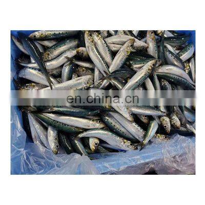 Small size frozen best Japanese sardines Japan sardine for processing