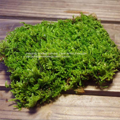 Guangzhou Manufacturer High Quality Best Preserved Sheet Moss