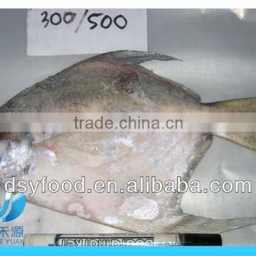 300-500g Frozen whole silver pomfret fish