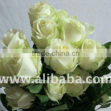 Fresh Cut White Color Rose Flowers