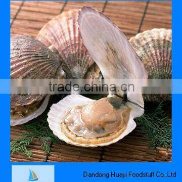 High quality of scallop