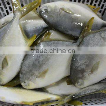 Frozen Golden pomfret