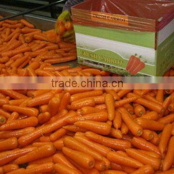 Baby Carrot Fresh From Chinese Carrot Exporter photo-4