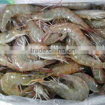 frozen white shrimp whole