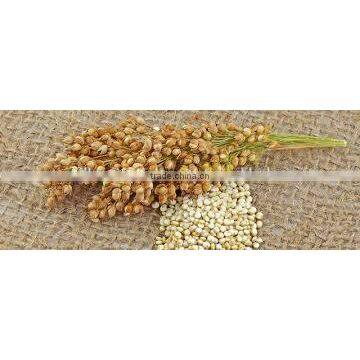 INDIAN QUINOA photo-2