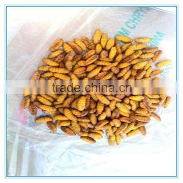 New Season Fresh IQF Frozen Silkworm photo-2