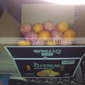 Fresh Style oranges from Egypt