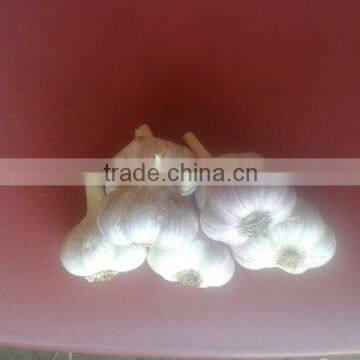 DRY GARLIC FROM EGYPT RED AND WHITE GOOD PRICE photo-3