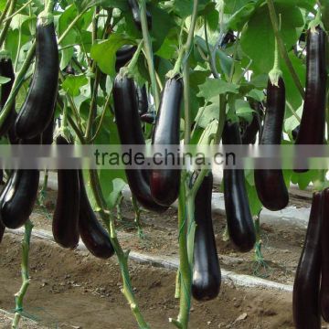 Super High Yield Hybrid Black Purple Long Eggplant Seeds For Sale