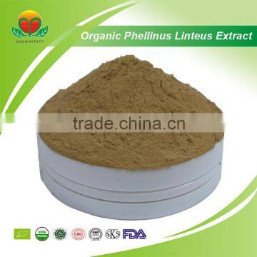 Most Popular Organic Phellinus linteus Extract