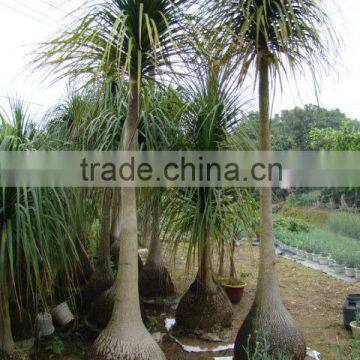 Beaucarnea Recurvata Lem Nolina Recurvata of Outdoor Landscape Ornamental Decorative Trees Plants