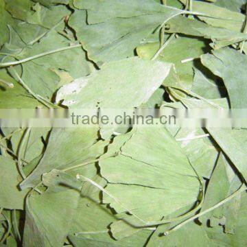 Dried Ginkgo Biloba leaves 50kgs/bag