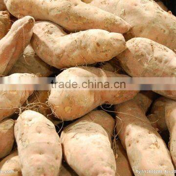 High Speed Stainless Steel GL-380 Vegetable Washer and Peeler Machine photo-5