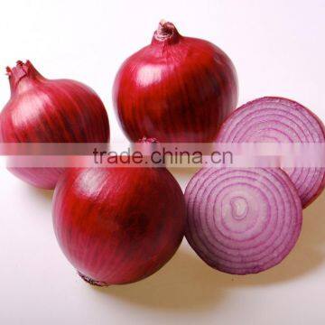 Fresh Red Onion photo-3