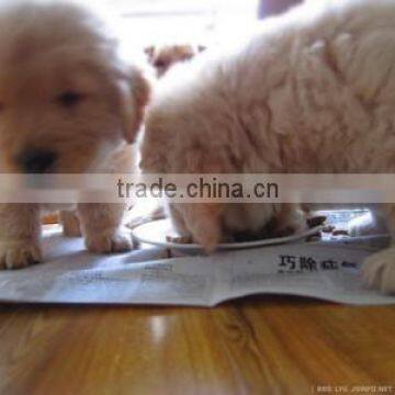 Multifunctional Pet Food Making Machine photo-3