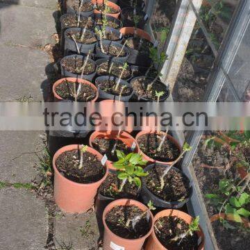 2014 Hot Sale High Quality Pruning Shear Garden Grafting Tools photo-3