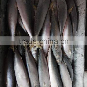 Frozen Fresh Pacific Mackerel Seafood Whole photo-2